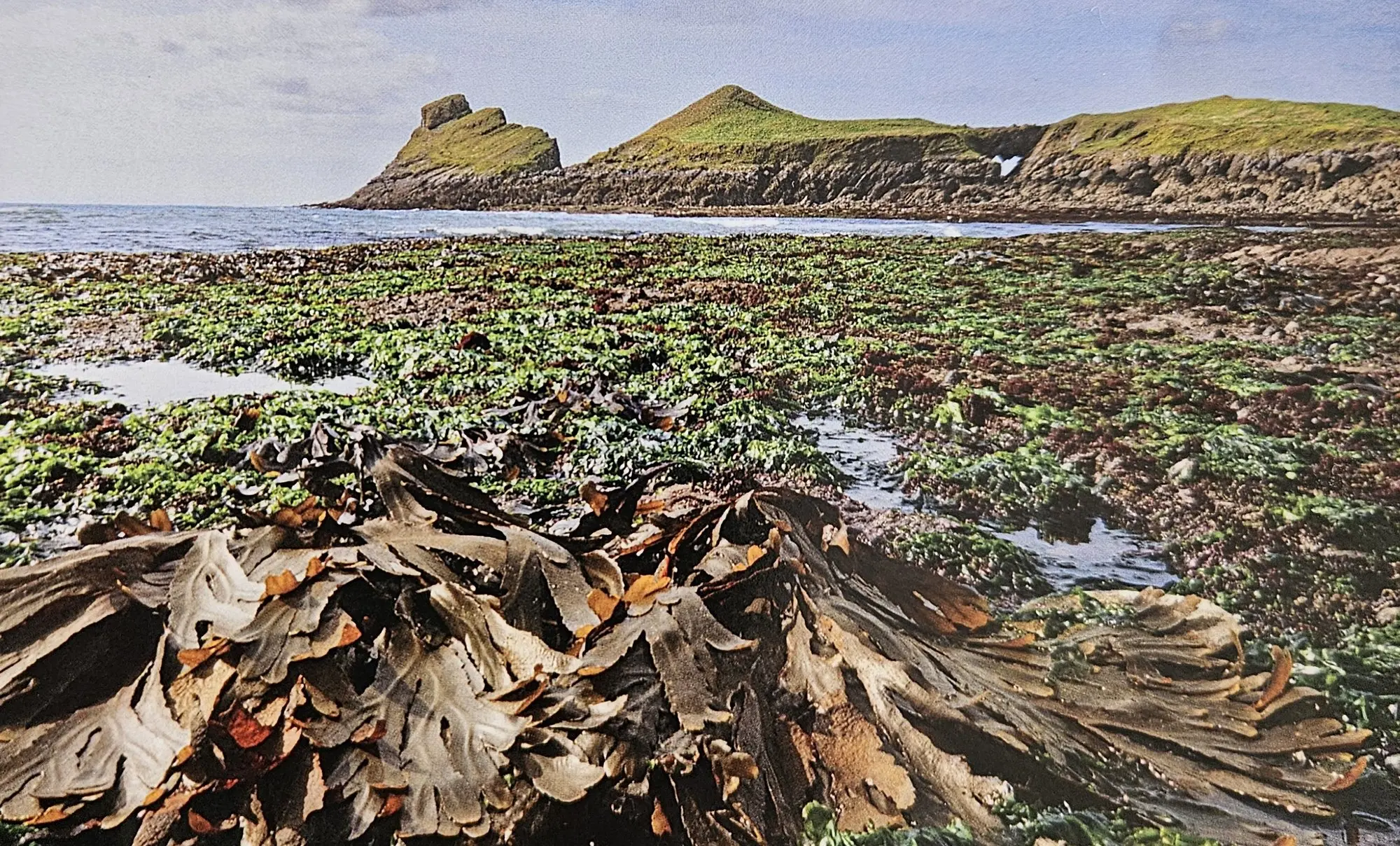 Thick seaweed and exposed limestone reef on the causeway at low tide, with Worms Head in the background
