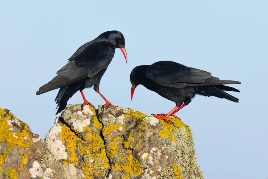 A pair of choughs, black crows with curved red beaks and red legs, standing on a lichen-covered rock