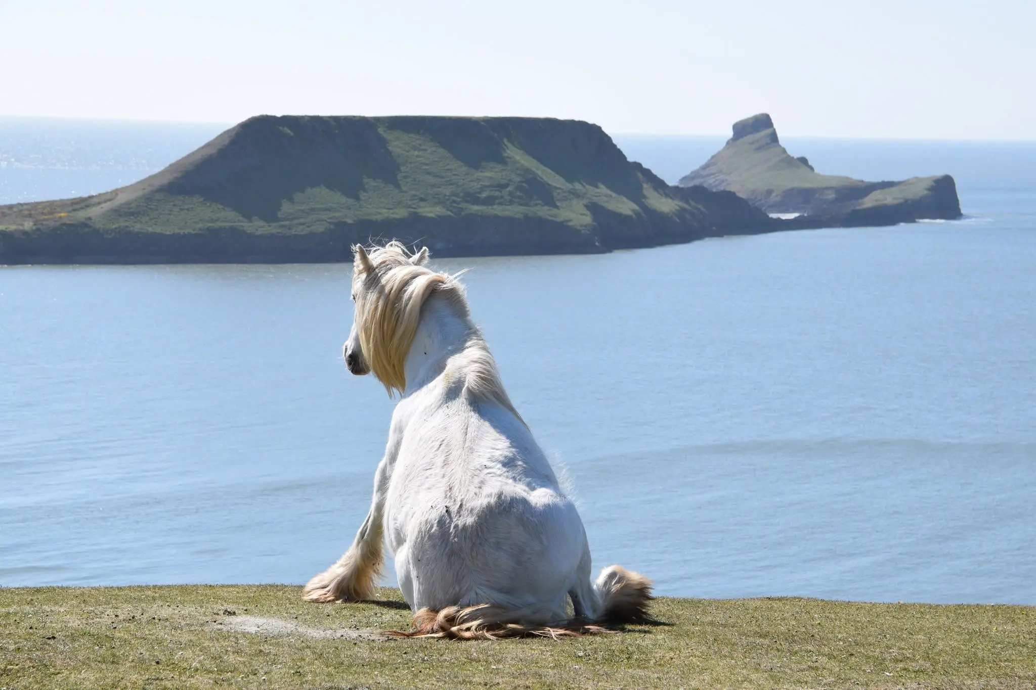A Gower pony resting on the clifftop above Rhosili, with Worms Head in the background