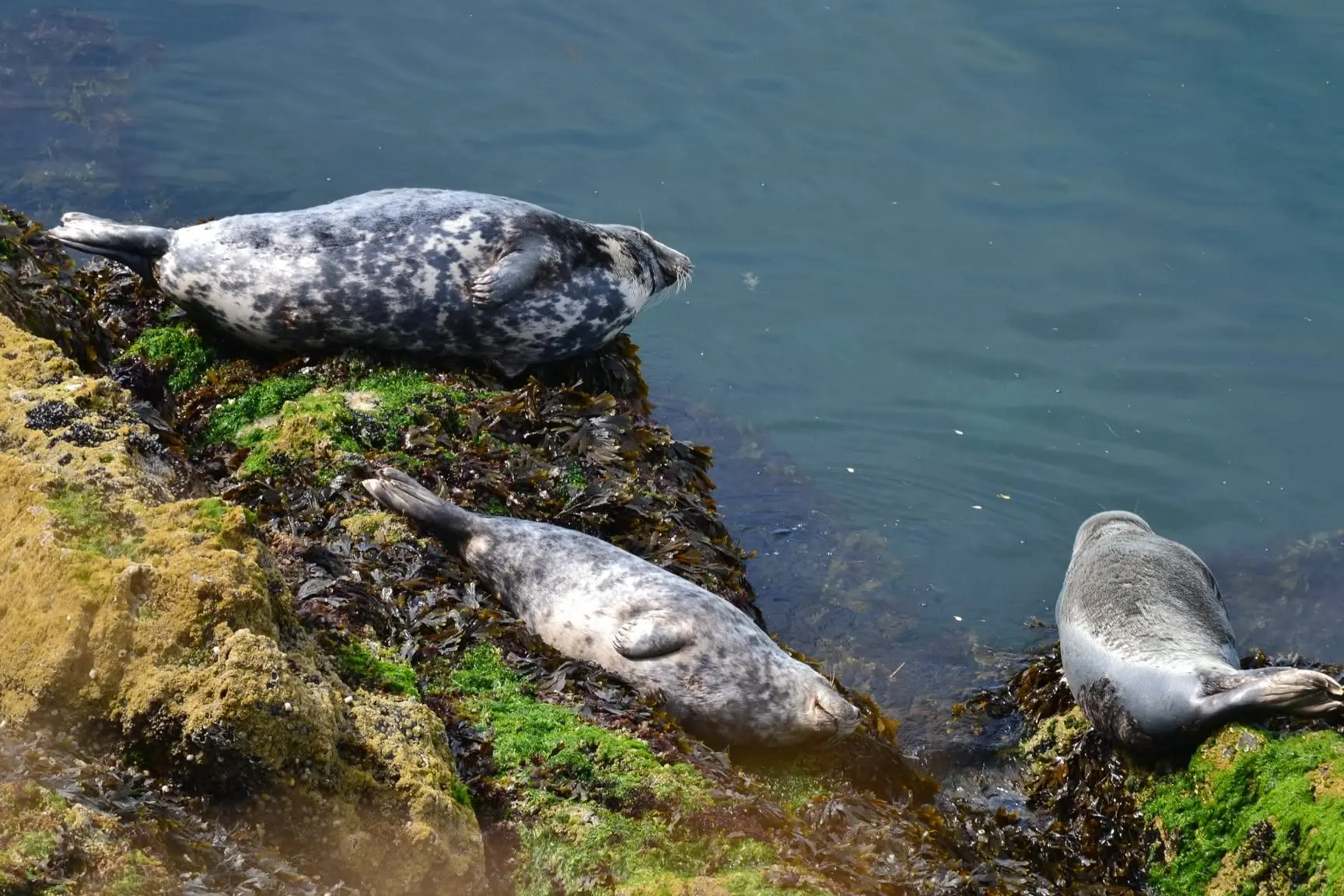 Three grey seals resting on seaweed-covered rocks near Worms Head
