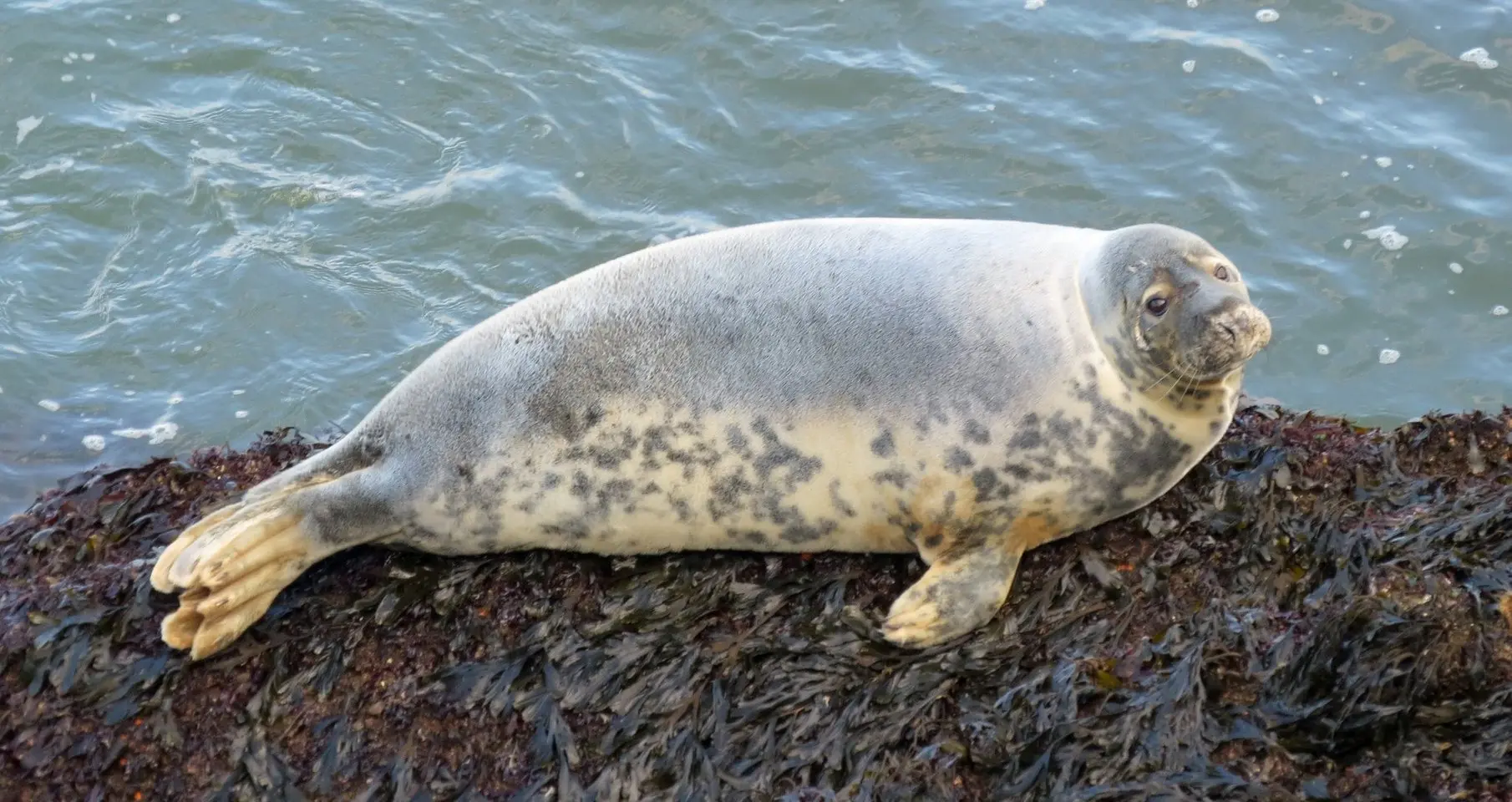 A grey seal resting on seaweed-covered rocks