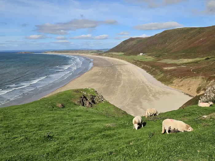 Sheep grazing on the clifftop above Rhosili Bay