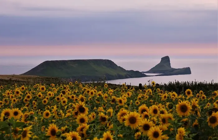 Summer sunflowers on the clifftop fields, with the Worm beyond