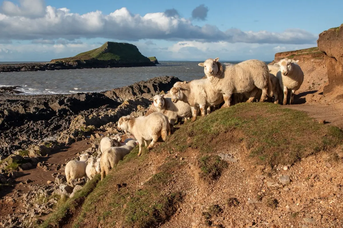 A flock of sheep on a grassy bank beside the causeway, with the Inner Head and the sea behind them in evening sun